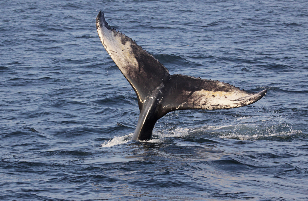 The Guide To The Best Whale Watching In Maine - Legacy Properties